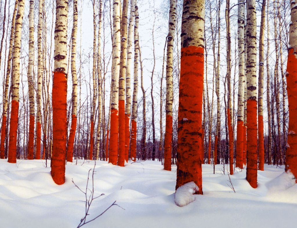 Russian_Red