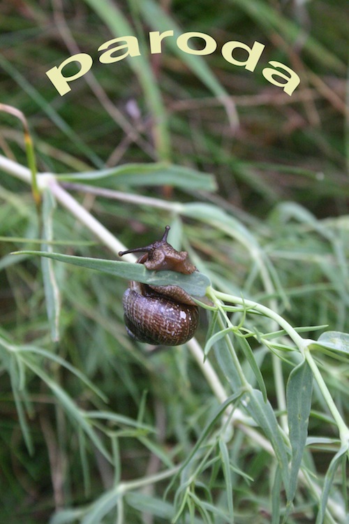 Rokas Pralgauskas_paroda Rokas Pralgauskas_paroda