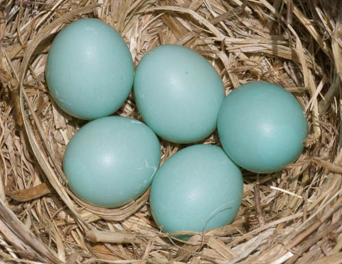 5_eggs